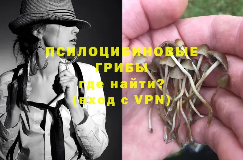 Галлюциногенные грибы Psilocybe  Майкоп 